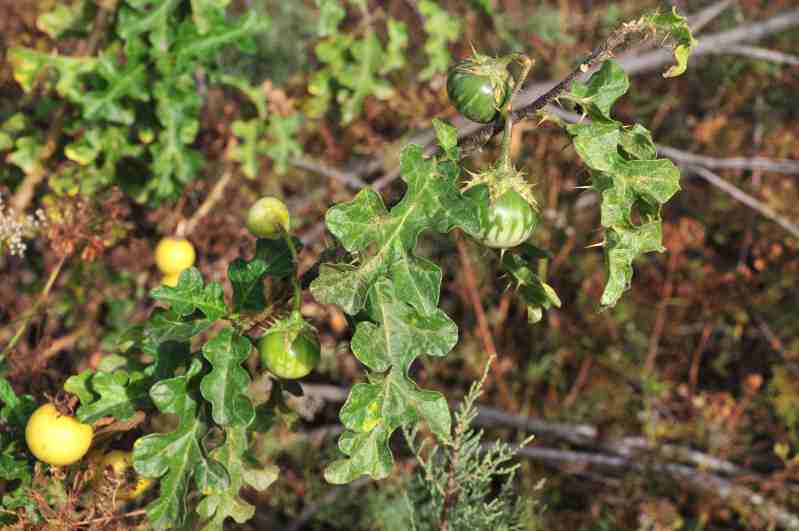 Solanum linnaeanum (=Solanum sodomaeum) / Pomo di Sodoma